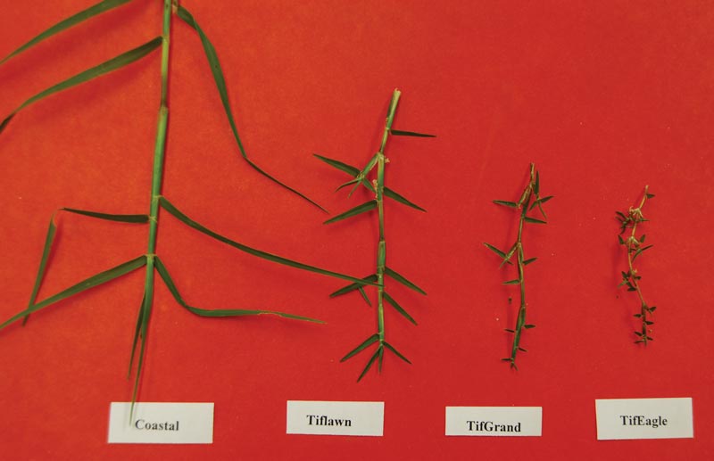 University of Georgia bermudagrass