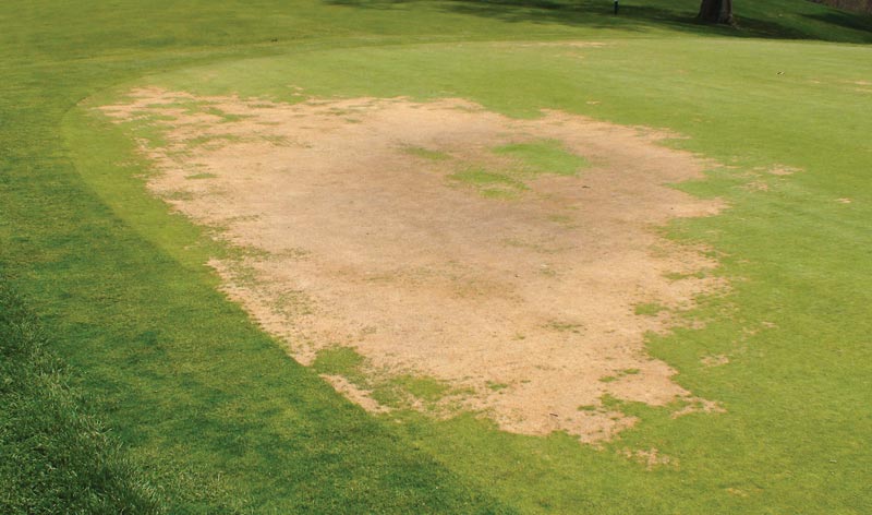 Techniques for turfgrass re-establishment following winterkill Winterkill on golf green