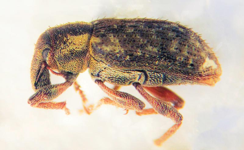 Adult annual bluegrass weevil