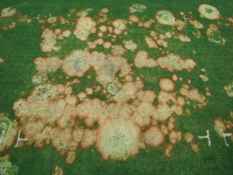 Annual bluegrass putting green