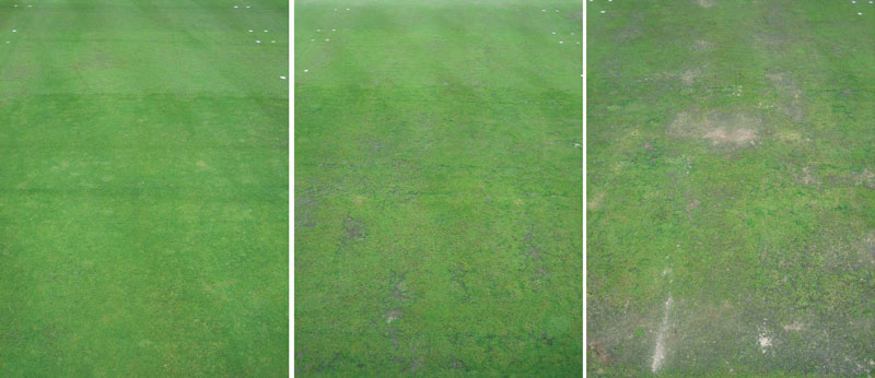 Velvet vs. creeping: Managing bentgrasses in shade Bentgrass research