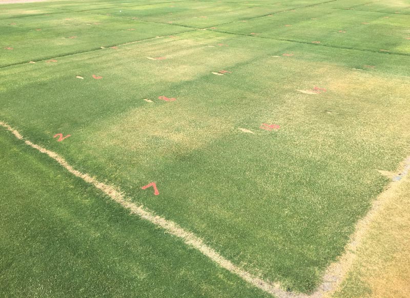 Bermudagrass drought