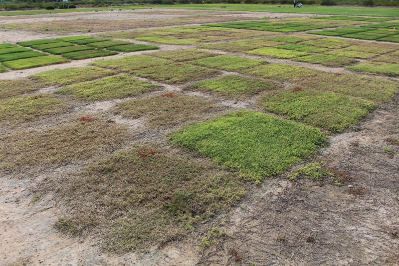 Bermudagrass herbicides