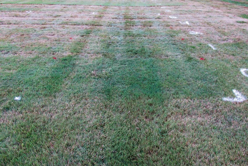 Buffalograss: Effects of nitrogen rate on traffic tolerance Buffalograss turf