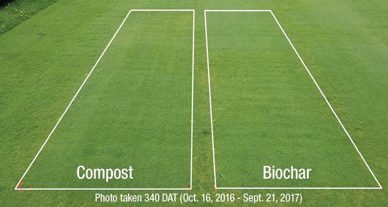 Compost biochar dollar spot