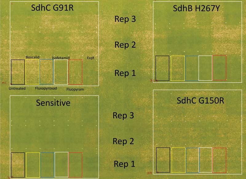 Dollar spot fungicide resistance