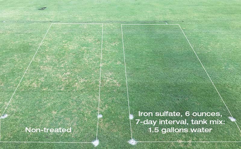 Dollar spot iron sulfate