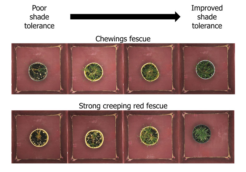 Fine fescue shade