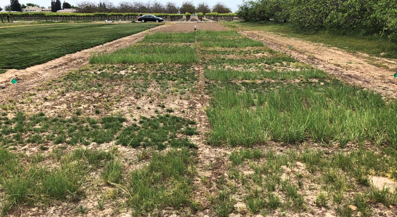 Low-maintenance grasses to replace turfgrass Grass research