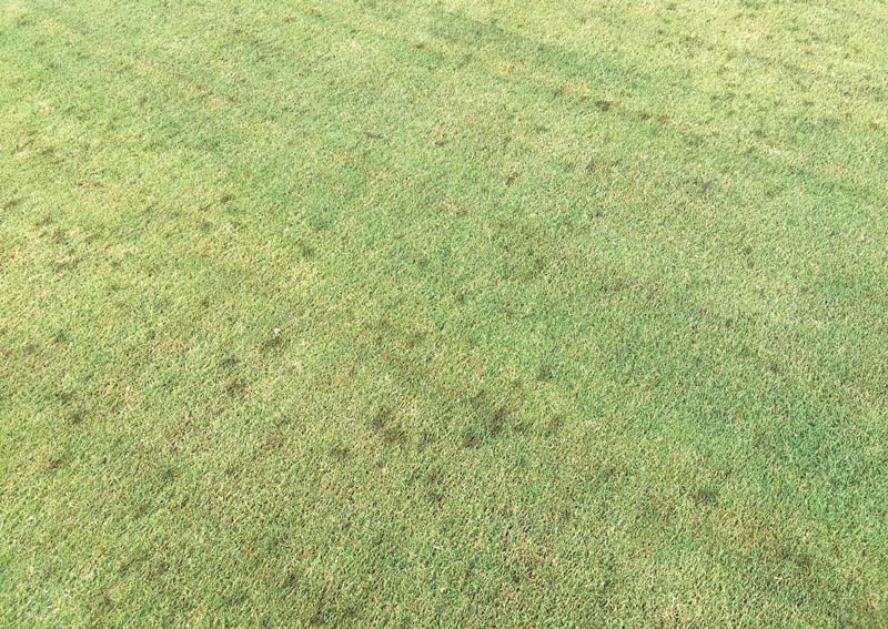 Iron sulfate turf