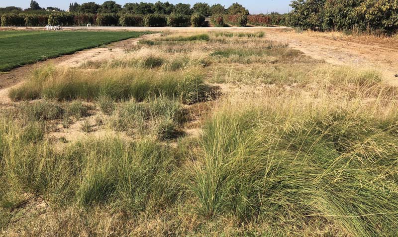 Low-maintenance grasses