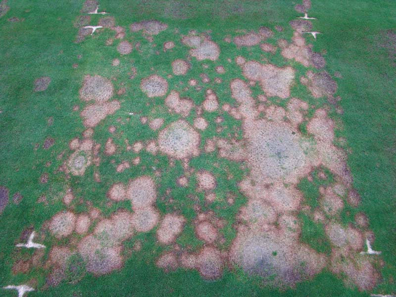 Microdochium patch annual bluegrass