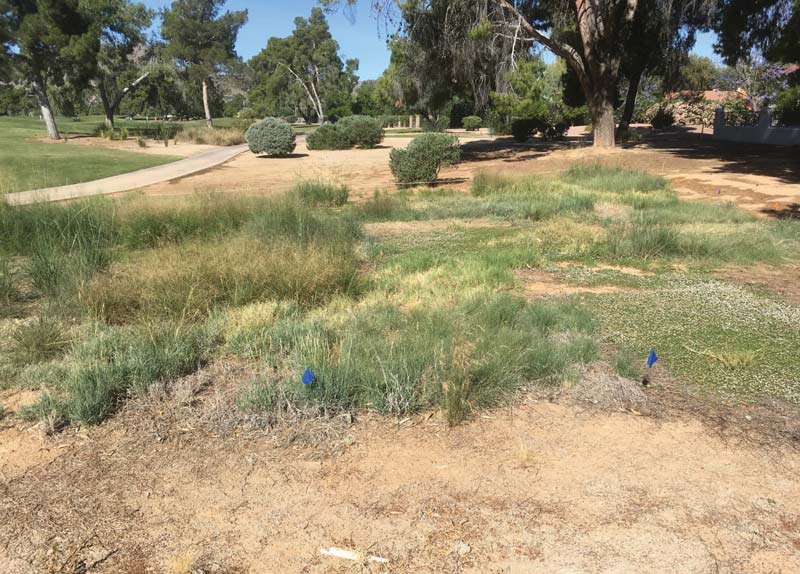 Naturalized grasses