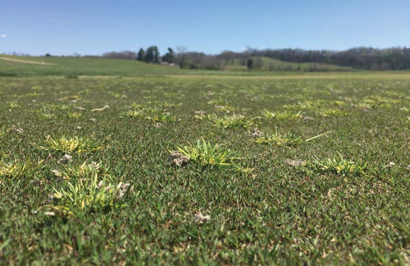 Poa annua golf course