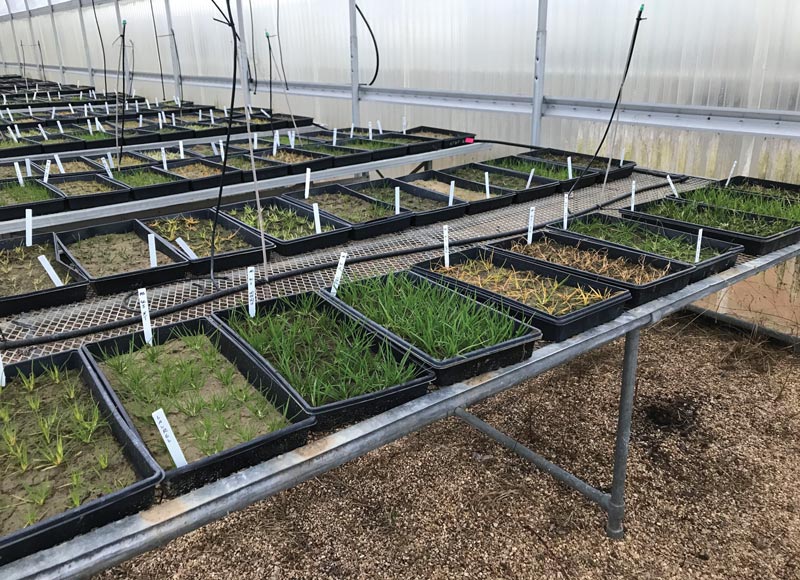 Poa annua Mississippi State