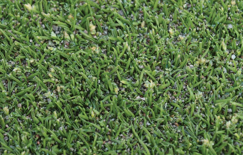 Suppressing Poa annua seedhead production Poa annua seedheads