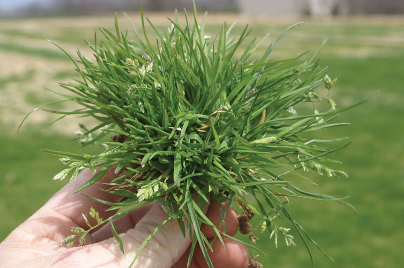 Poa annua tuft