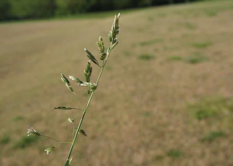 Poa annua