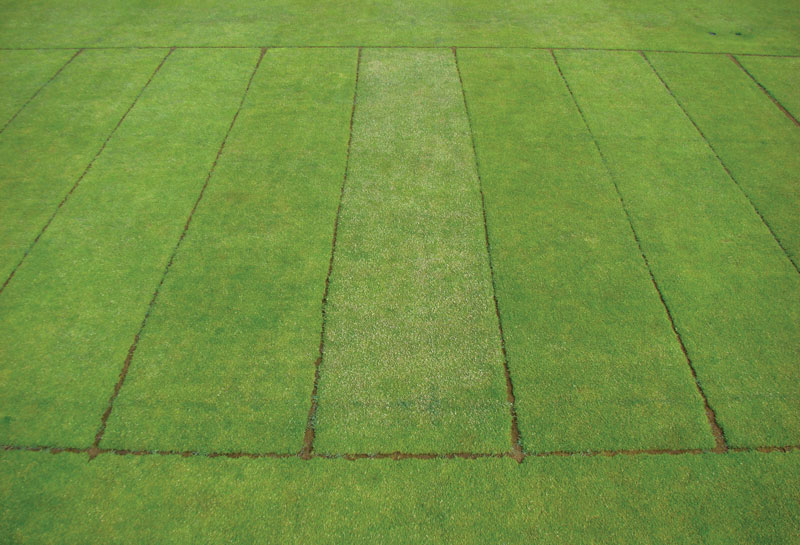 Suppressing Poa annua seedhead production Proxy seedhead suppression