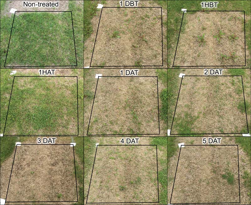 Scalping timing for tall fescue control with glyphosate Scalping timing research