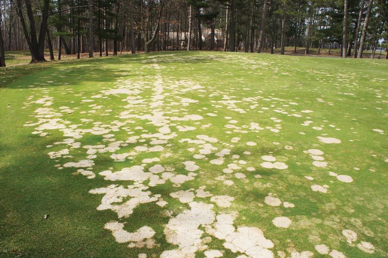 Plant uptake and optimal timing of snow mold fungicides Snow mold