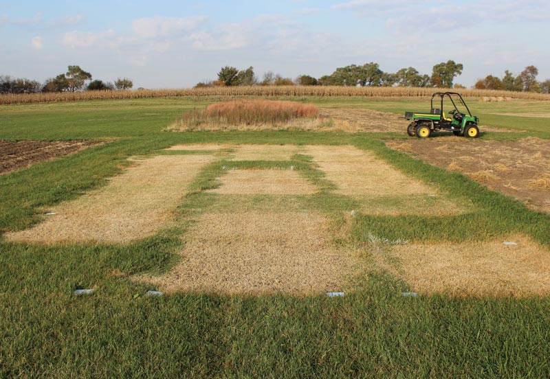 Scalping timing for tall fescue control with glyphosate Tall fescue research