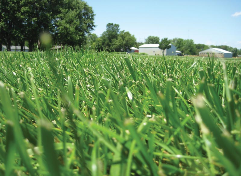 Scalping timing for tall fescue control with glyphosate Tall fescue