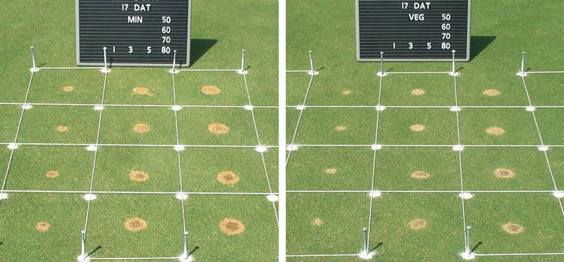 Turfgrass oil spill