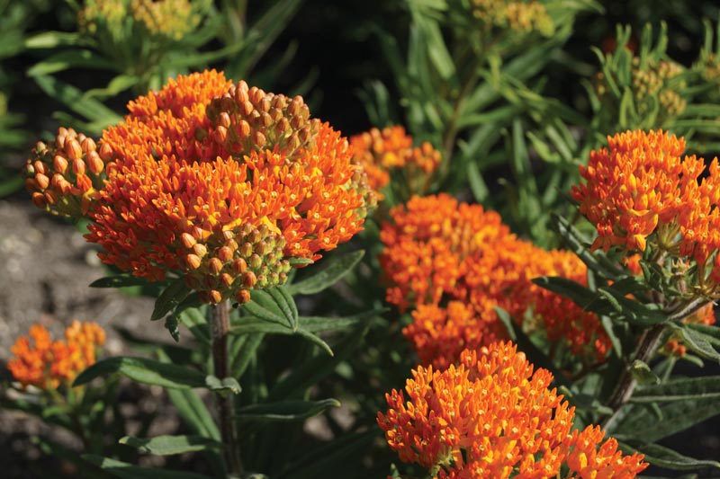 Asclepias tuberosa