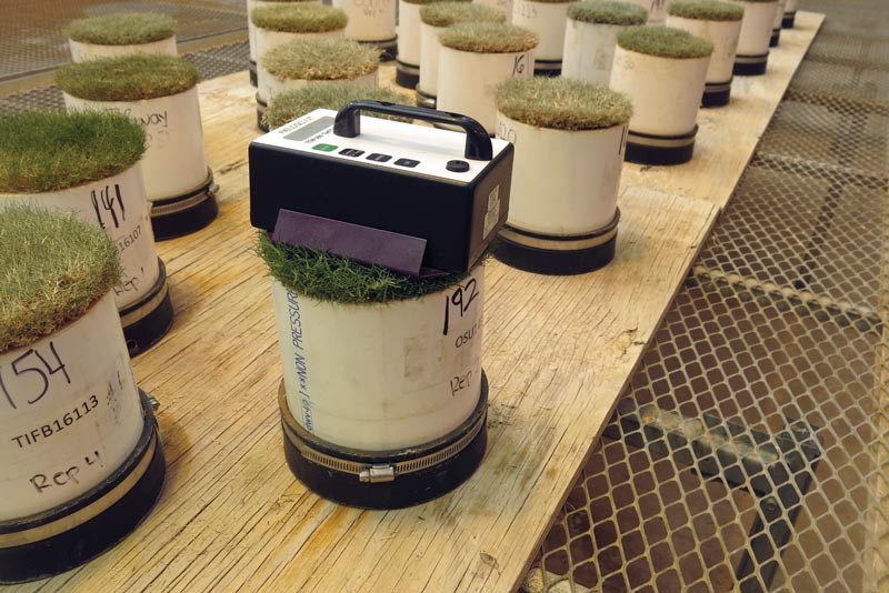 Bermudagrass vs. drought stress Bermudagrass drought resistance