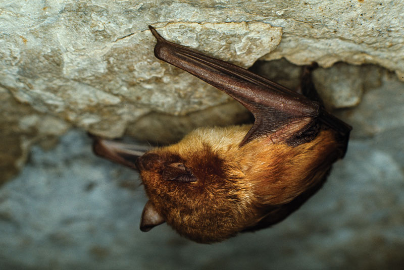 Big brown bat