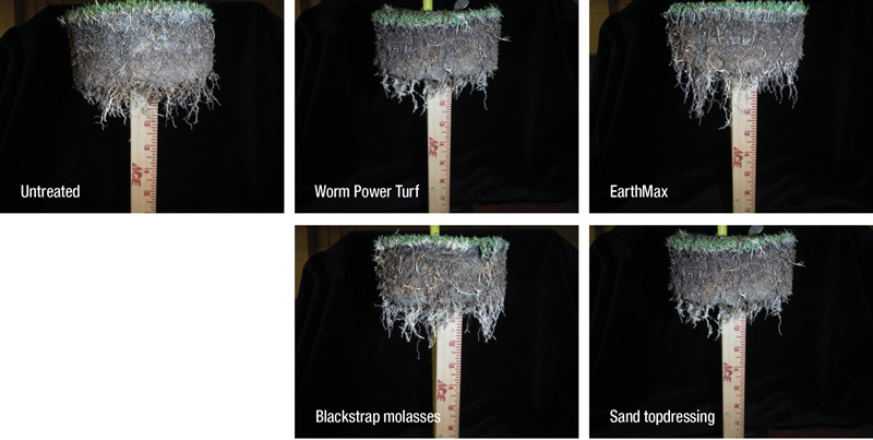 Evaluating biological thatch control in turfgrass Biological thatch control