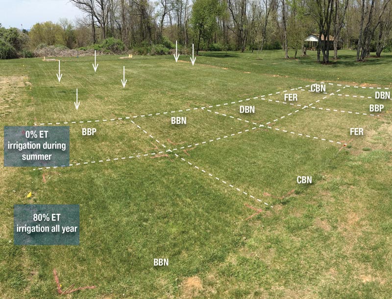 Biosolids turfgrass