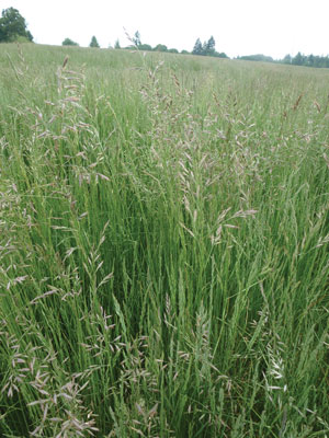 Chewings fescue