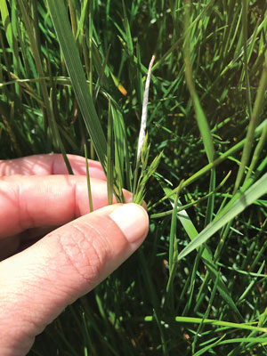 Choke disease grass