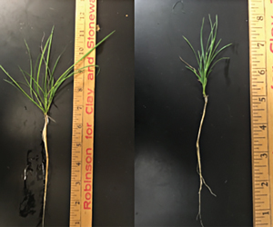 Creeping bentgrass heat stress