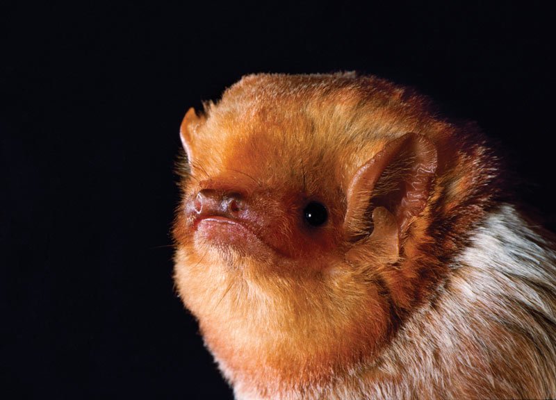 Eastern red bat