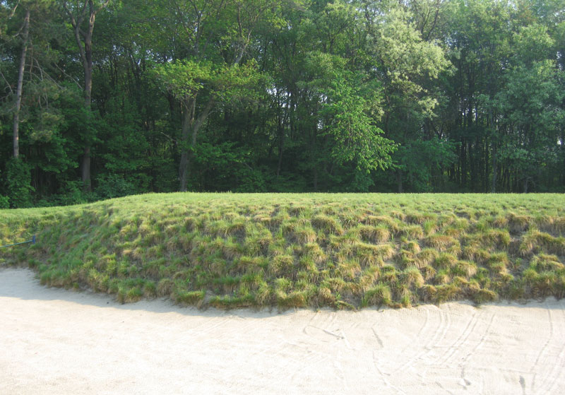 Fine fescue bunker face