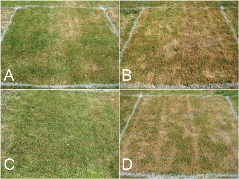 Fine fescue cultivars