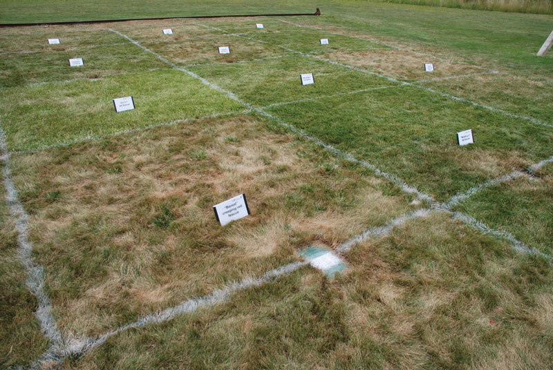 Fine fescue drought