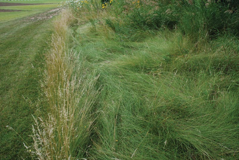 Fine fescue golf course rough