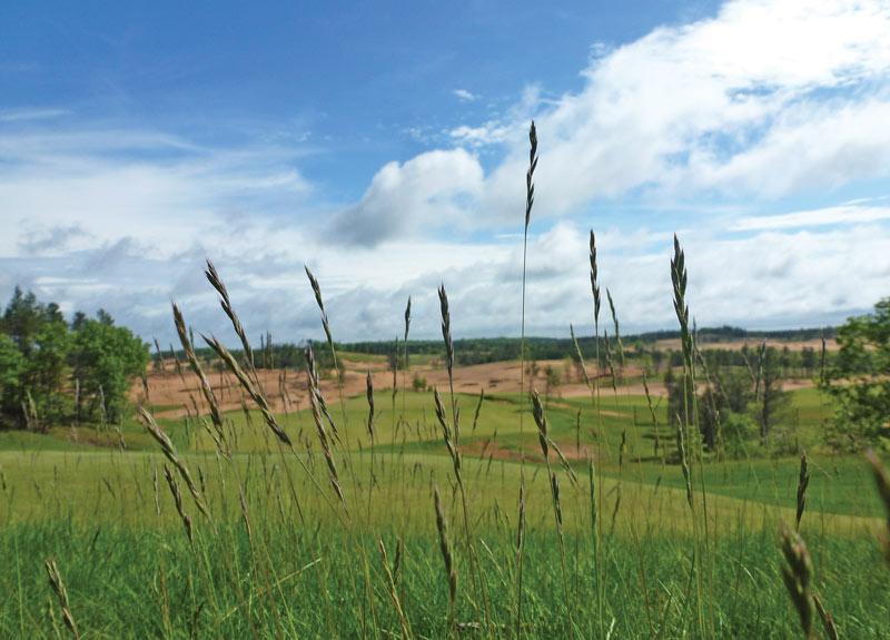 Fine fescue golf course