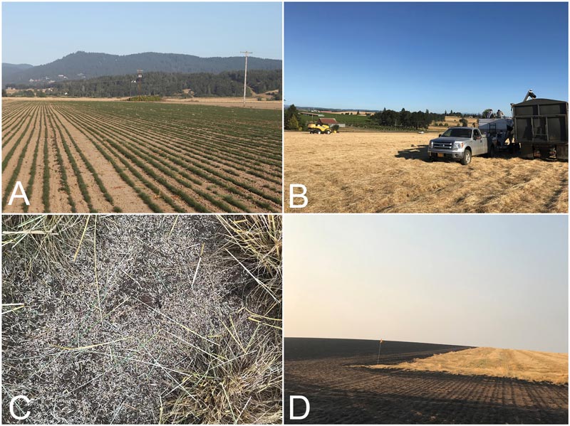 Fine fescue seed production