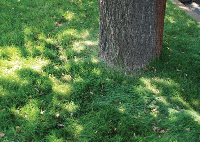 Fine fescue shade tolerance