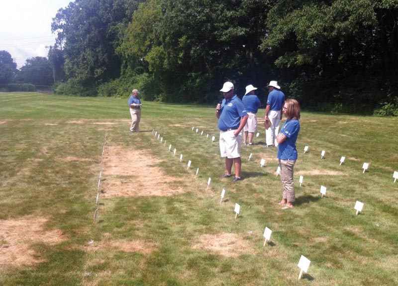 Fine fescue summer patch