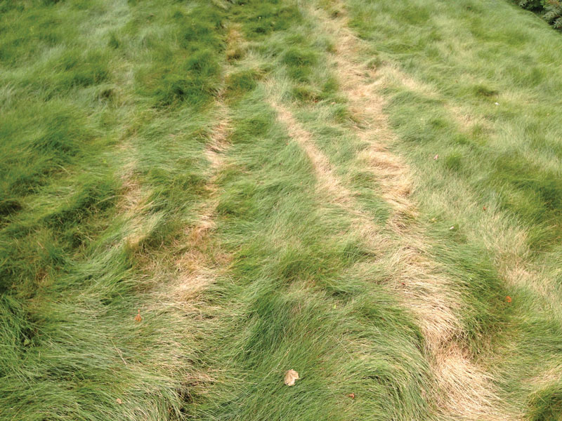 Fine fescue traffic damage