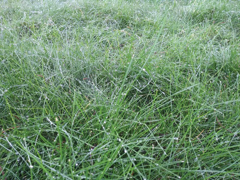 Fine fescues on golf courses: Abiotic stresses Fine fescue water stress