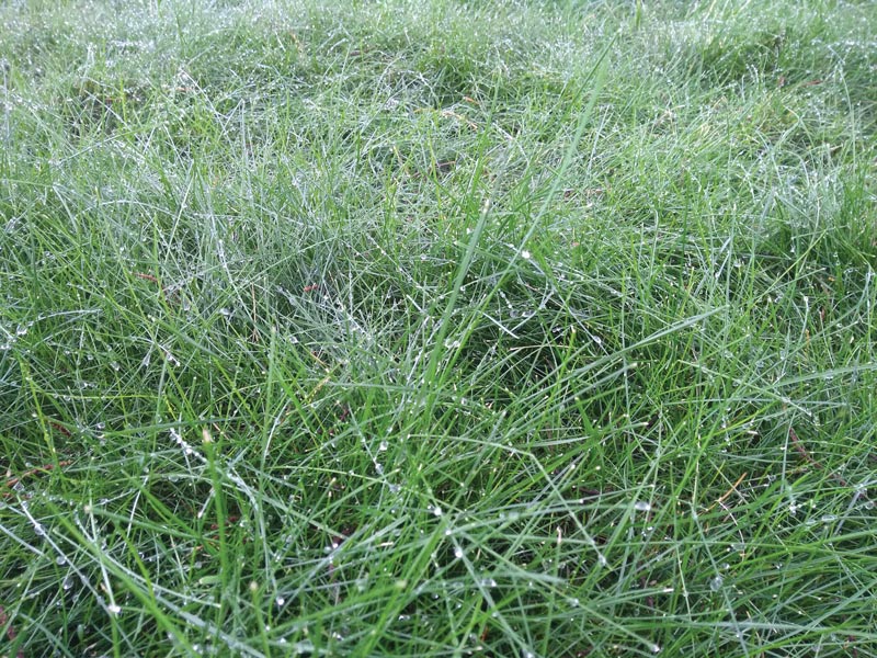 Fine fescue water stress