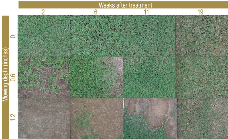 Fraze mowing Poa annua