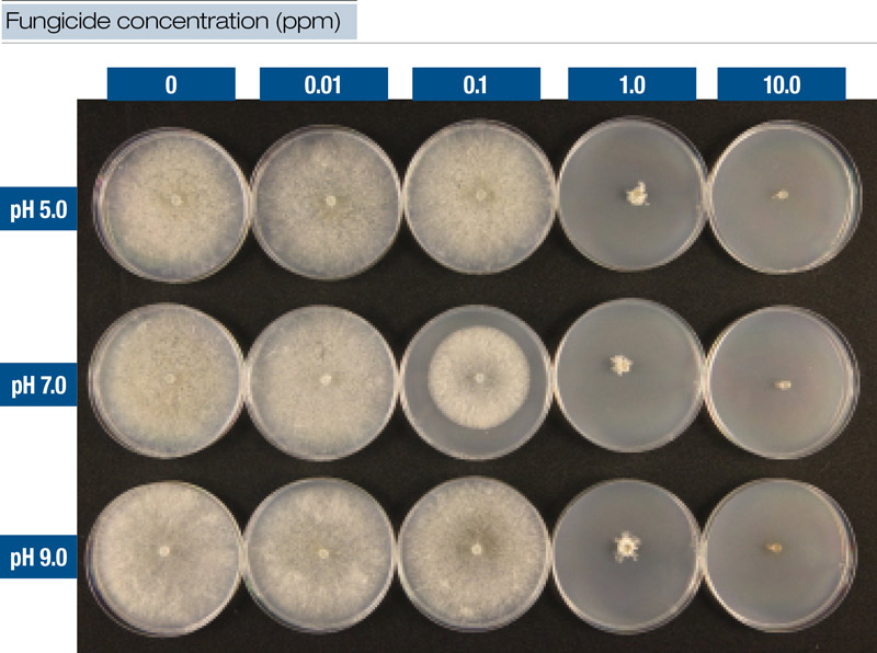 Fungicide concentration